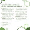 ERBOTECH, Fucus Seaweed Mother Tincture, Alcohol-Free Mother Tincture Drops to