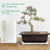 RooTrimmer 5 Pack Nursery Pot Tray, Carrying and Holding Plant