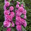 300 Seeds Alcea Chaters Double Apricot Flower Seeds Double Hollyhock