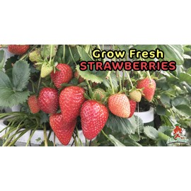 1305 Stacking Planter ( Terracotta)