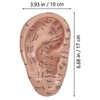 Ear Acupuncture Model - 17cm Ear Zone Model, Ear Massage