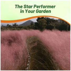 Outsidepride Pink Muhly Ornamental Grass Seeds - 100 Pcs, Perennial, Drought Tolerant, Low Maintenance, Ornamental Tall Grass Plants, Fast Growing for Landscaping, Outdoor Garden, Privacy Plants