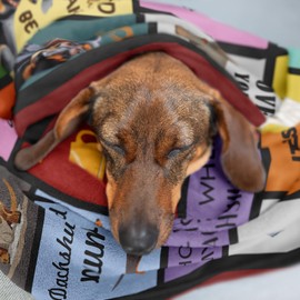 Bariceneth Dachshund Gifts, Dachshund Gifts for Women, Dachshund Blanket, Weiner Dog Gifts for Women, Dachshund Gifts for Dachshund Lovers, Dachshund Lovers Gifts, Dachshund Decor Throw 50" X 60"