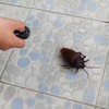Tipmant RC Cockroach Remote Control Car Vehicle Animal Toys Electronic