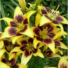 Danny Pleasant Gardens CHOCOLATE BANANA TANGO LILY FLOWER BULBS 3-4 FT TALL PERENNIAL LIVE PLANT - 24 BULBS