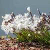 Outsidepride Arenarius White Dianthus Seeds for Planting - 2000 Pcs