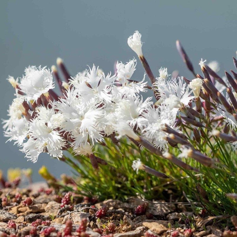 Outsidepride Arenarius White Dianthus Seeds for Planting - 2000 Pcs