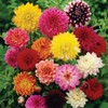 NIKA SEEDS - Seeds Flowers Dahlia Double Mix Annual -