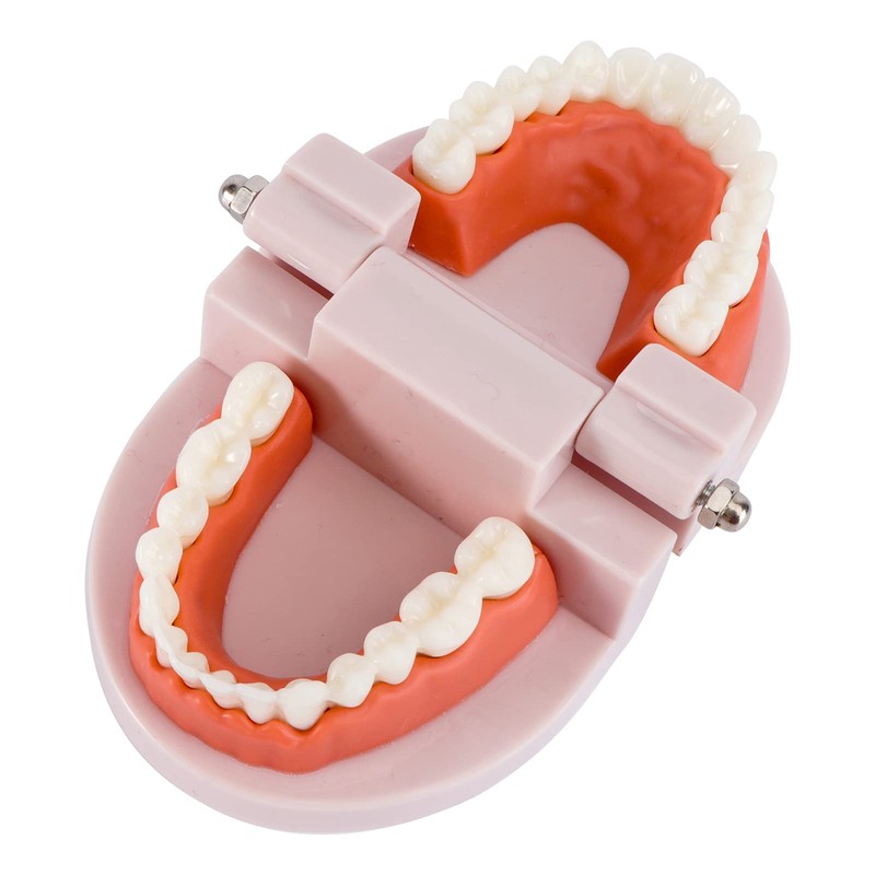 EXCEART Standard Teeth Model Dental Model Teeth Brushing Practice Typodonts