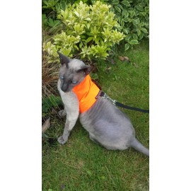 Mynwood Cat Jacket/Harness High Viz Orange Adult Cat