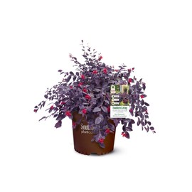 Southern Living Diamond Loropetalum, 2 Gal, Burgundy Foliage and Red Blooms (Red Diamond)