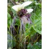 Buy Rare Seeds Tacca integrifolia | White Bat Flower |
