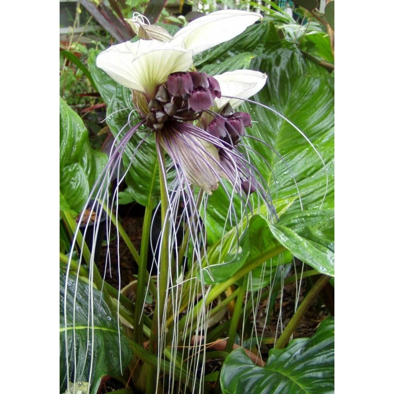 Buy Rare Seeds Tacca integrifolia | White Bat Flower |