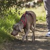 HALTI Walking Harness, Size X-Small, Blue, Best Lightweight Dog Harness