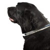 Promagnet Magnetic Therapy Pet Collar (Large 20" - 25") 5