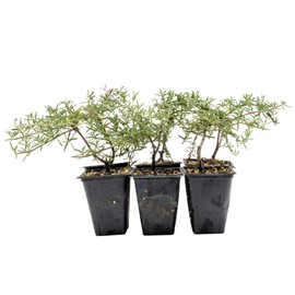 6 Irene Rosemary in 3.5" Nursery Cubes | Rosmarinus officinalis ‘Irene’ | Live Fragrant Trailing Evergreen Herb for Cooking, Gardens & Containers | Ready-to-Plant Starter Plants
