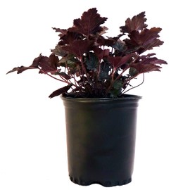 Heuchera 'Frosted Violet' (Coral Bells) Perennial, silver foliage with purple veins, 1 - Size Container