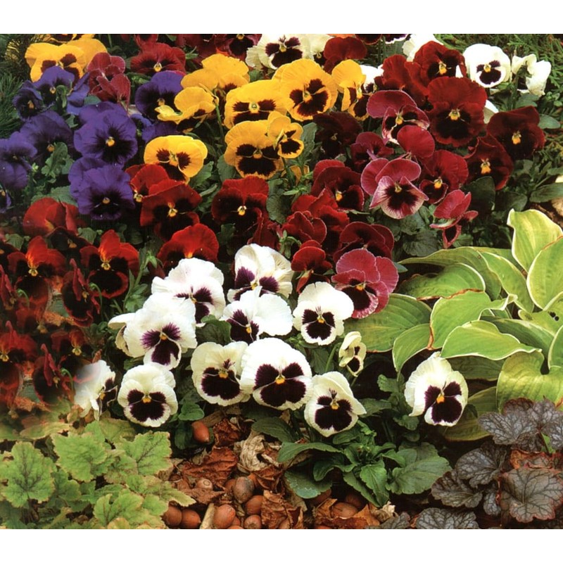 Pansy, Swiss Giant Mixed Color Flower Seeds, Pack of 2000+