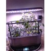 AeroGarden Bounty Trellis (TRELLIS ONLY)