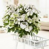 2g Proven Winners Hydrangea Fairytrail Bride Shrub