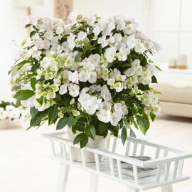 2g Proven Winners Hydrangea Fairytrail Bride Shrub