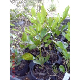 Unbranded Texas Mt. Laurel Seedling 1 Live Plant