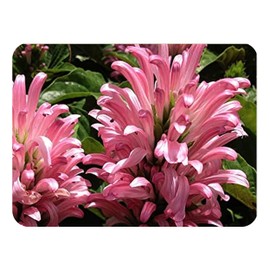 Pink Brazilian Plume Perennial Plant Flower Justicia carnea Jacobina 4 Inch Pot