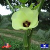 Maxboba Okra Seeds Clemson Spineless 80 Organic Non-GMO Heirloom -