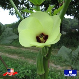 Maxboba Okra Seeds Clemson Spineless 80 Organic Non-GMO Heirloom - 200 Seeds