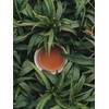 Organic Reishi Powder 500g Vital Mushroom 100% Natural