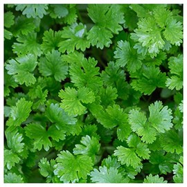 Everwilde Farms - 1 Lb Organic Leisure Coriander Herb Seeds - Gold Vault Packet
