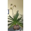 Orchitop L Set Orchid Pot with Saucer for All Orchids