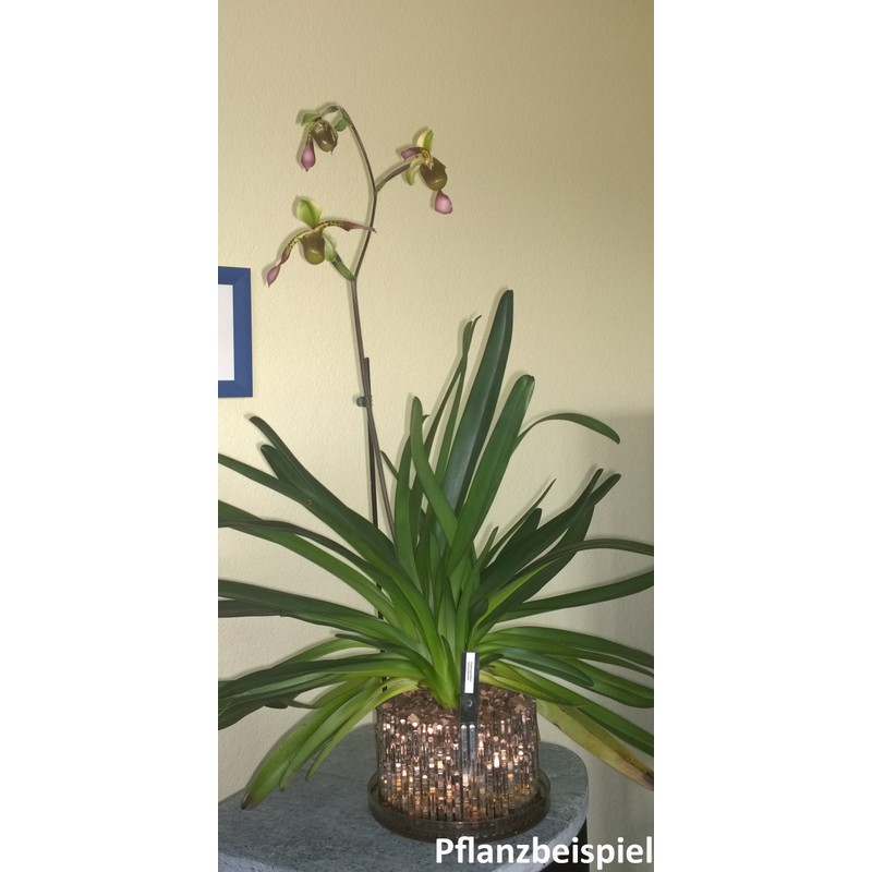 Orchitop L Set Orchid Pot with Saucer for All Orchids