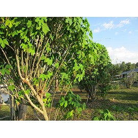 Chaya Cuttings (2) 7"-8" Fresh Cut and Shipped from SW Florida