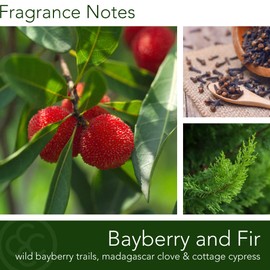 Colonial Candle Bayberry Fir Scented Jar Candle | 2-Wick Natural Soy Blend Wax Candle for Home | Relaxing Aromatherapy Candle Infused with Essential Oils | M. Baker Apothecary Glass Jar Candle