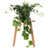 American Plant Exchange English Ivy – Live 6-Inch Potted Trailing