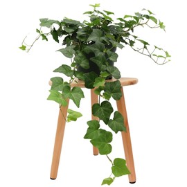 American Plant Exchange English Ivy – Live 6-Inch Potted Trailing Vine, Low-Maintenance Air-Purifying Houseplant for Hanging Baskets, Shelves & Indoor Home or Office Décor