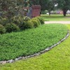 Juniper Blue Pacific - 10 Live Plants - 2 Inch