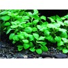 Mainam Dwarf Lobelia Cardinalis Freshwater Live Aquarium Plants Bundle Tropical