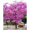 Seed-Top 60 Pink Tabebuia Rosea Seeds Trumpet Tree Handroanthus chrysotrichus