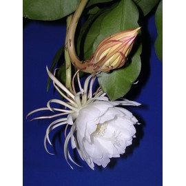 Epiphyllum Oxypetalum"Beauty of The Night" 8 Inch (10 Cuttings)