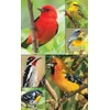 Springbok Songbirds Bridge Tally Sheets Bridge Playing Cards Accessory