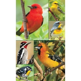 Springbok Songbirds Bridge Tally Sheets Bridge Playing Cards Accessory