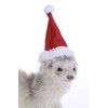 Marshall Pet Santa Hat for Ferrets and Small Animals