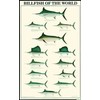 Billfish Fish Poster and Identification Chart