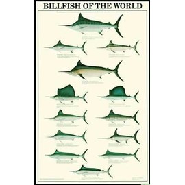 Billfish Fish Poster and Identification Chart