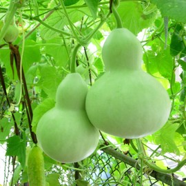 KIRA SEEDS - Seeds Bottle Gourd - Calabash - Lagenaria - Heirloom Vegetable - GMO Free