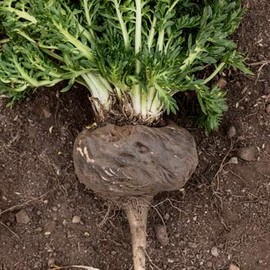 Nature Garden 25 Seeds of Black Maca Seeds, Ginseng Superfood, Easy to Grow !