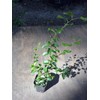 Pixies Gardens Spirea Prunifolia (Liner Early Spring Bloomer Lots of