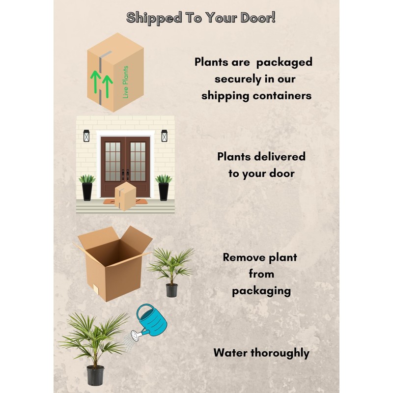 Palm 10in. Windmill Palm Plant